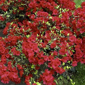 Azalea Christina